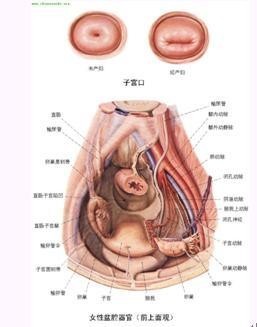 盆腔炎的危害